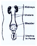 bladder