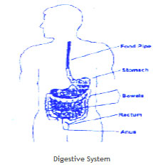 bowel1