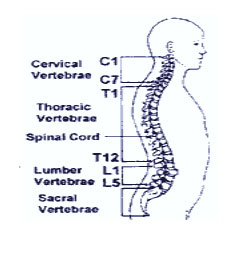 spinalcord1